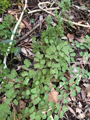 Adiantum atroviride