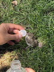 Passer domesticus