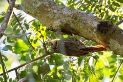 Xiphorhynchus fuscus