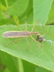 Zelus cervicalis