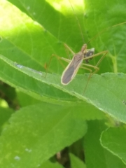 Zelus cervicalis