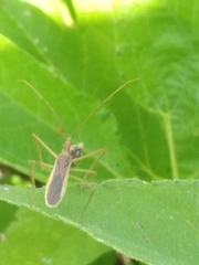 Zelus cervicalis