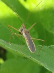 Zelus cervicalis