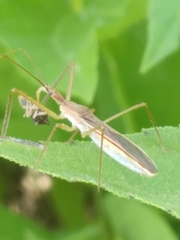 Zelus cervicalis