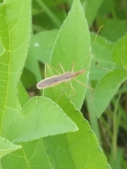 Zelus cervicalis