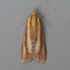 Sparganothis tristriata