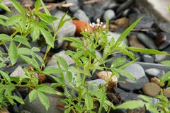 Polanisia dodecandra dodecandra