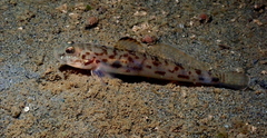 Lepidogobius lepidus