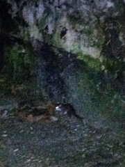 Drymoreomys albimaculatus