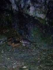 Drymoreomys albimaculatus