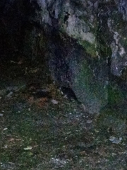 Drymoreomys albimaculatus