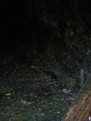 Drymoreomys albimaculatus