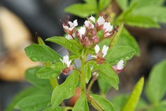 Polanisia dodecandra dodecandra