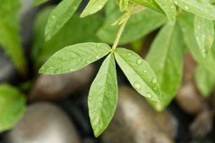 Polanisia dodecandra dodecandra