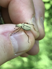 Macrodactylus uniformis