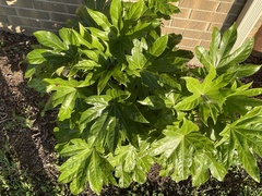 Fatsia