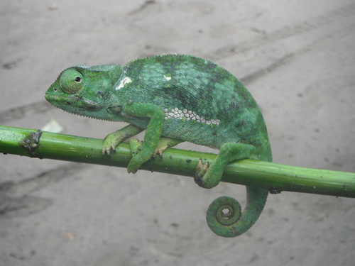 Graceful Chameleon