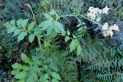 Solanum chacoense