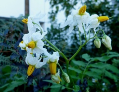 Solanum chacoense