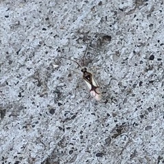 Hyaliodes