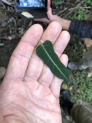 Parsonsia leichhardtii