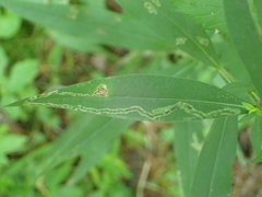 Liriomyza eupatorii