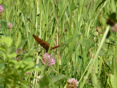 Speyeria cybele pseudocarpenteri