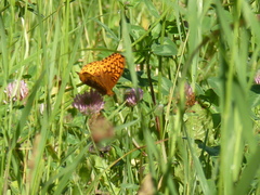 Speyeria cybele pseudocarpenteri