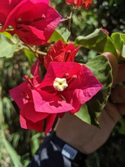 Bougainvillea