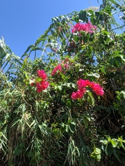 Bougainvillea