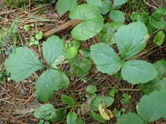 Metallus lanceolatus