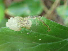 Metallus lanceolatus