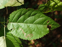 Stigmella amelanchierella