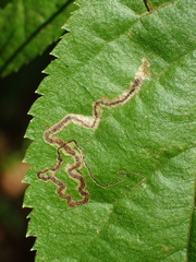 Stigmella amelanchierella