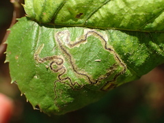 Stigmella amelanchierella
