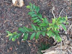 Diospyros fasciculosa