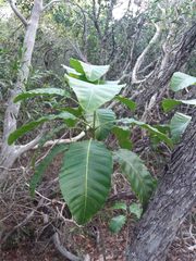 Alstonia balansae