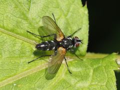 Phyllomya volvulus