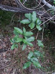 Gynochthodes myrtifolia