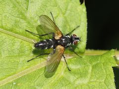 Phyllomya volvulus