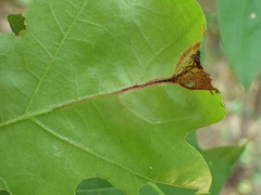 Neurobathra strigifinitella