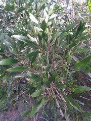 Acacia spirorbis
