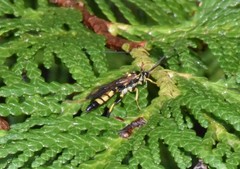 Ichneumon annulatorius