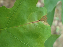 Neurobathra strigifinitella