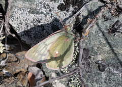 Colias nastes