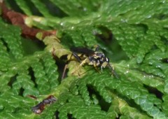 Ichneumon annulatorius