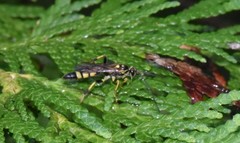 Ichneumon annulatorius