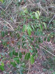 Glochidion billardierei