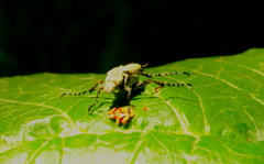 Macrodactylus nigripes