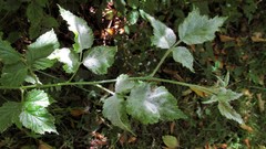 Podosphaera macularis